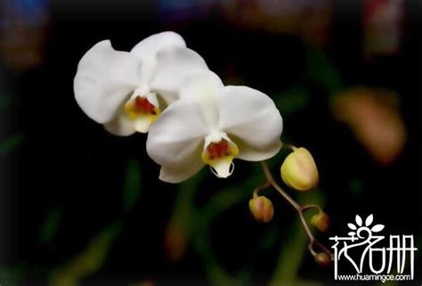 白色蝴蝶蘭花語 水 雞